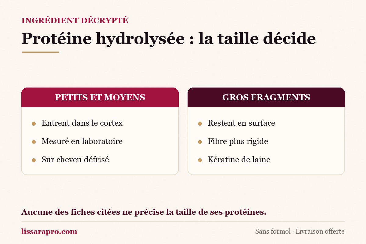 Infographie : en laboratoire, les petits et moyens fragments de kératine hydrolysée entrent dans le cortex, les gros restent en surface du cheveu